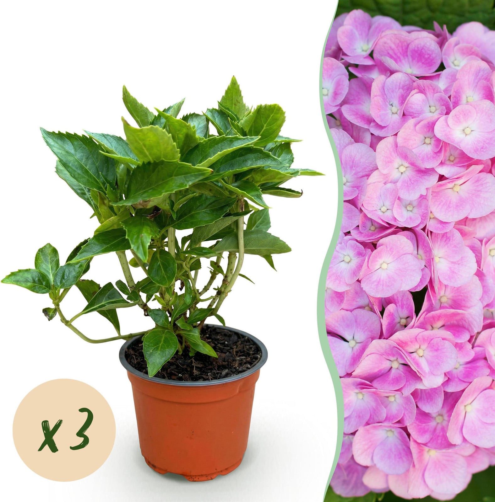 Pflanzenboutique Hydrangea macrophylla Roze Hortensia - 3 stuks - Winterhard - Potdiameter: 12 cm