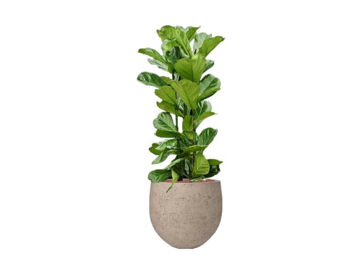 Pflanzen Arrangement „Ficus lyrata in Rough“ Baq Design