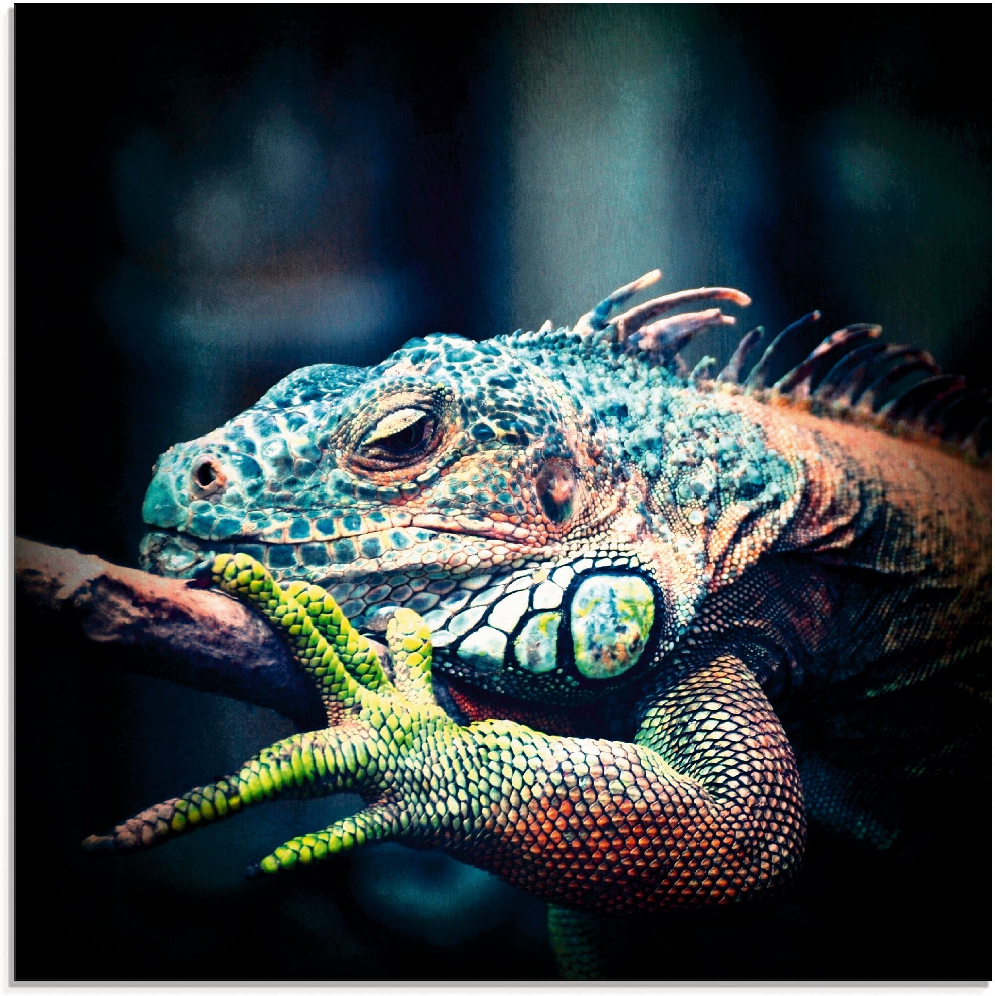 Glasbild ARTLAND "Leguan", blau (farbe bild(er): blau), B:50cm H:50cm, Bilder, Glasbild, in verschiedenen Grössen farbe bild(er): blau B/H/T: 50cm x 50cm, Glasbild Reptilien quadratisch, 1 Stk.