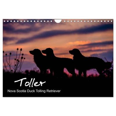 Toller - Nova Scotia Duck Tolling Retriever (Wandkalender 2026 DIN A4 quer), CALVENDO Monatskalender