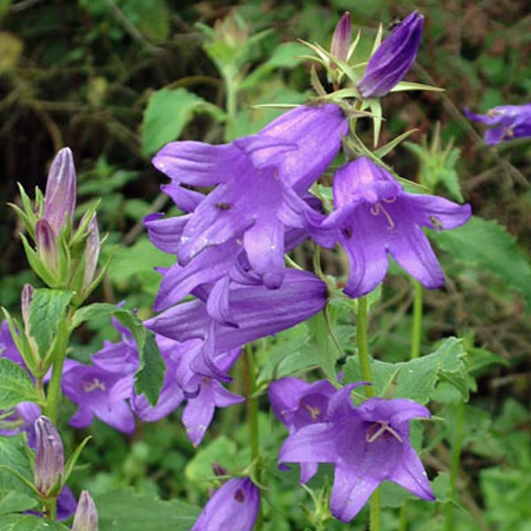 6 x Klokkenbloem Campanula latifolia Macrantha in pot van 9x9 cm van Arborix