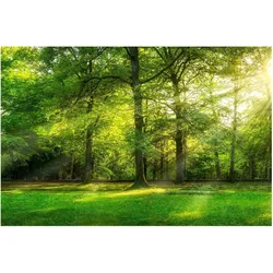 FOTOTAPETE Spaziergang im Wald 336/225 cm