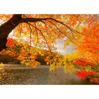 Fototapete PAPERMOON "Autumn Scenery", bunt, B:5m L:2,8m, Vlies, Tapeten