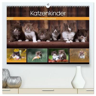 Katzenkinder - Britisch Kurzhaar (hochwertiger Premium Wandkalender 2027 DIN A2 quer), Kunstdruck in Hochglanz