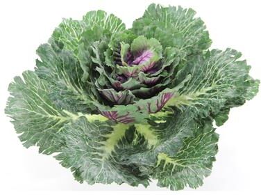 Admired by Nature "12""H Artificial Cabbage Home Kitchen Decoration, Green"