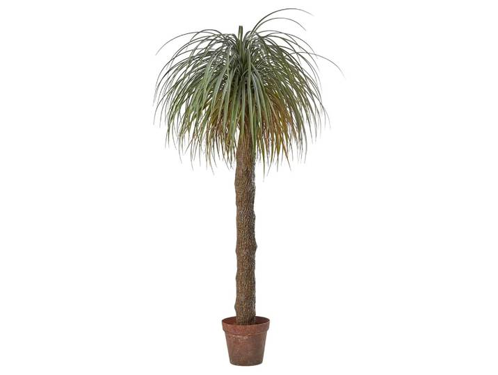 Kunstpflanzen Beaucarnea H: 190 cm Edg