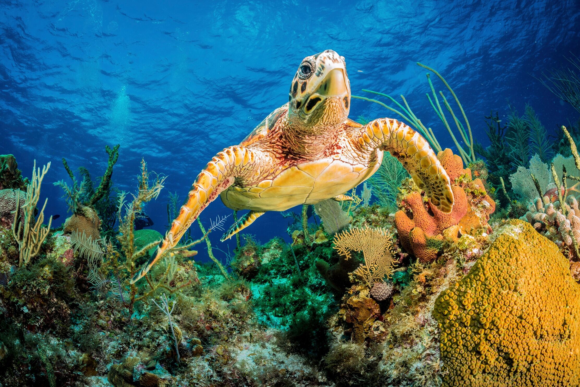 Fototapete PAPERMOON "JAN ABADSCHIEFF, HAWKSBILL TURTLE SCHWIMMEN DURCH KARIBISCHES RIFF", bunt, B:3m L:2,23m, Vlies, Tapeten, Fototapete bunt B/L: 3m x 2,23m, Bahnen: 6 Stk.