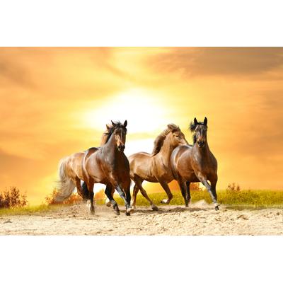 Fototapete PAPERMOON "Horses Run in Sunset", bunt, B:5m L:2,8m, Vlies, Tapeten
