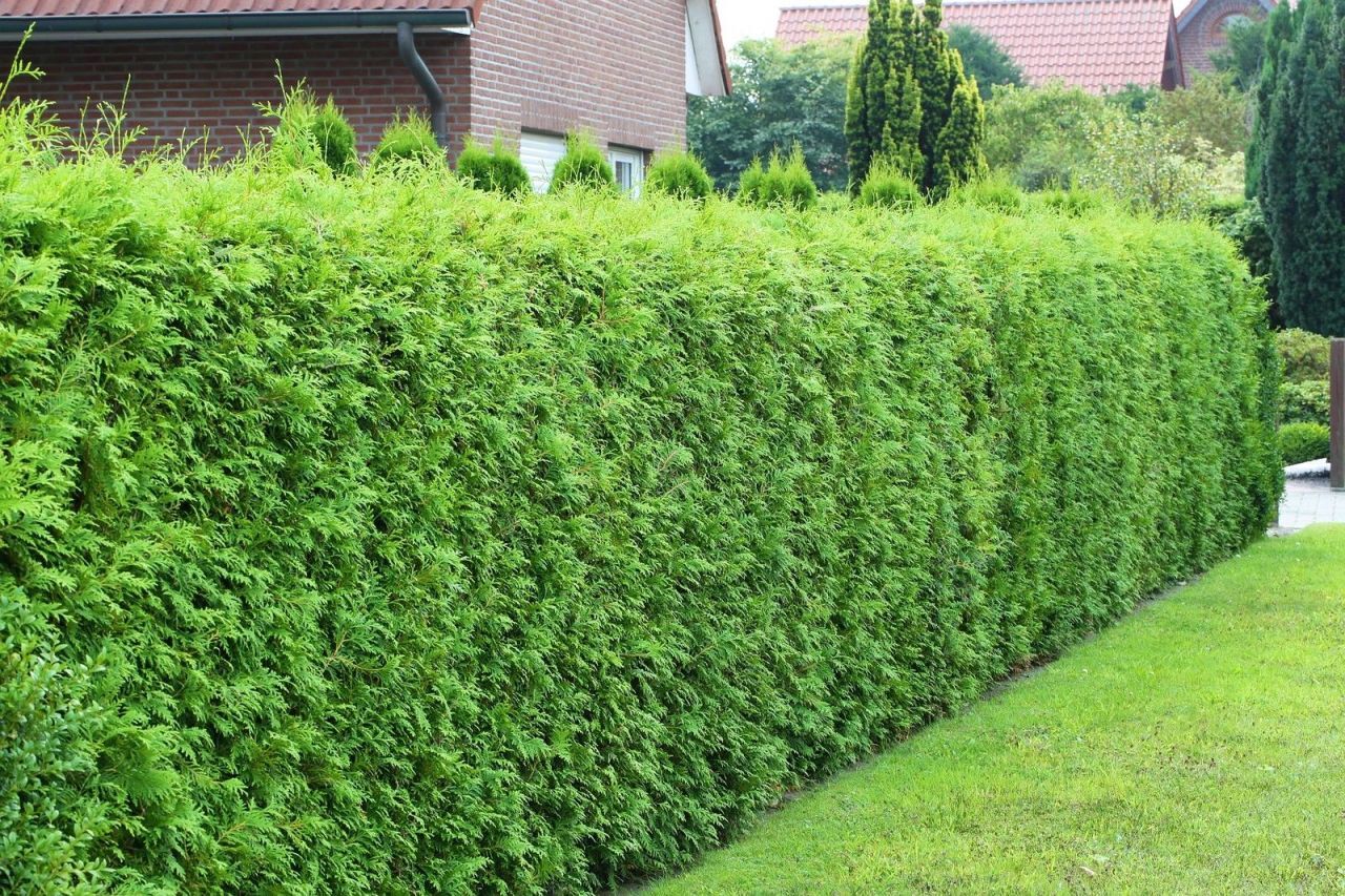 Pflanzen Lebensbaum Brabant 80-100 cm 5 l Container