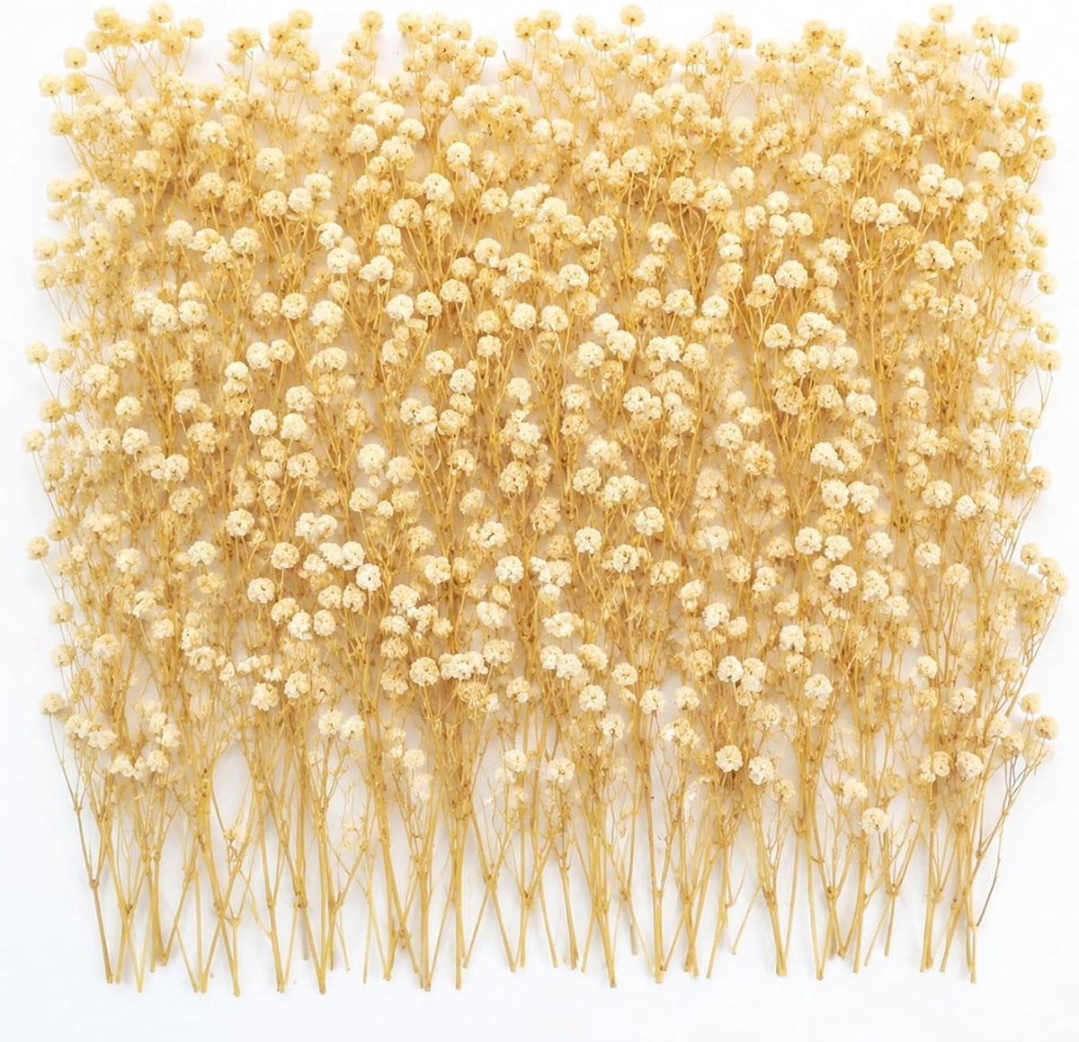 Gedroogde gipskruid bloemen voor decoratie en knutselprojecten, Geelachtig wit, 90-110 stuks