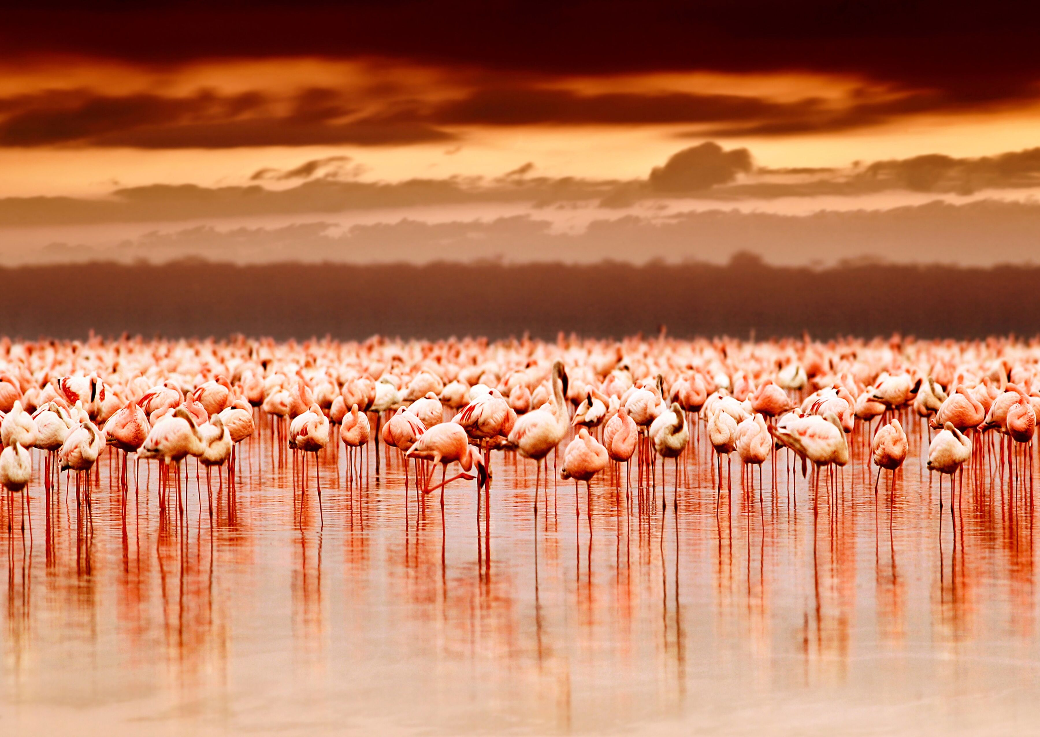Fototapete PAPERMOON "African Flamingos", bunt, B:1,5m L:1,11m, Vlies, Tapeten, Fototapete bunt B/L: 1,5m x 1,11m, Bahnen: 7 Stk.