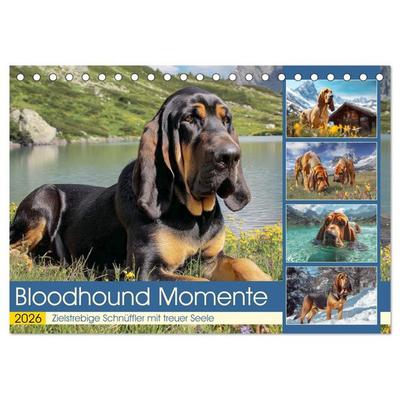 Bloodhound Momente. Zielstrebige Schnüffler mit treuer Seele (Tischkalender 2026 DIN A5 quer), CALVENDO Monatskalender