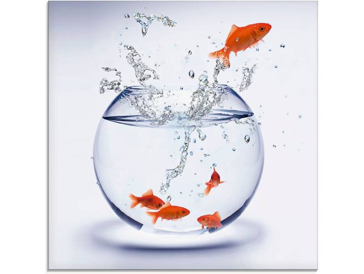 Glasbild ARTLAND Goldfischaquarium , weiss (farbe bild(er): weiß), B:50cm H:50cm, Bilder, Glasbild, in verschiedenen Grössen