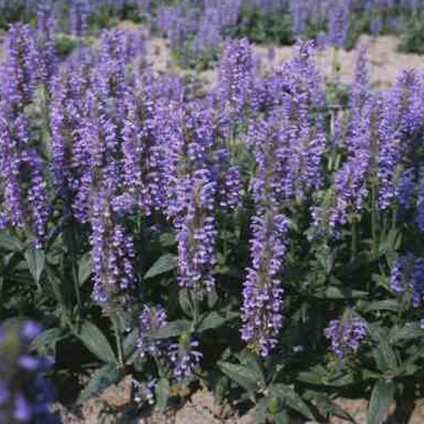 6 x Nepeta nervosa gekweekte kattenkruidplanten van Arborix in pot van 9x9 cm