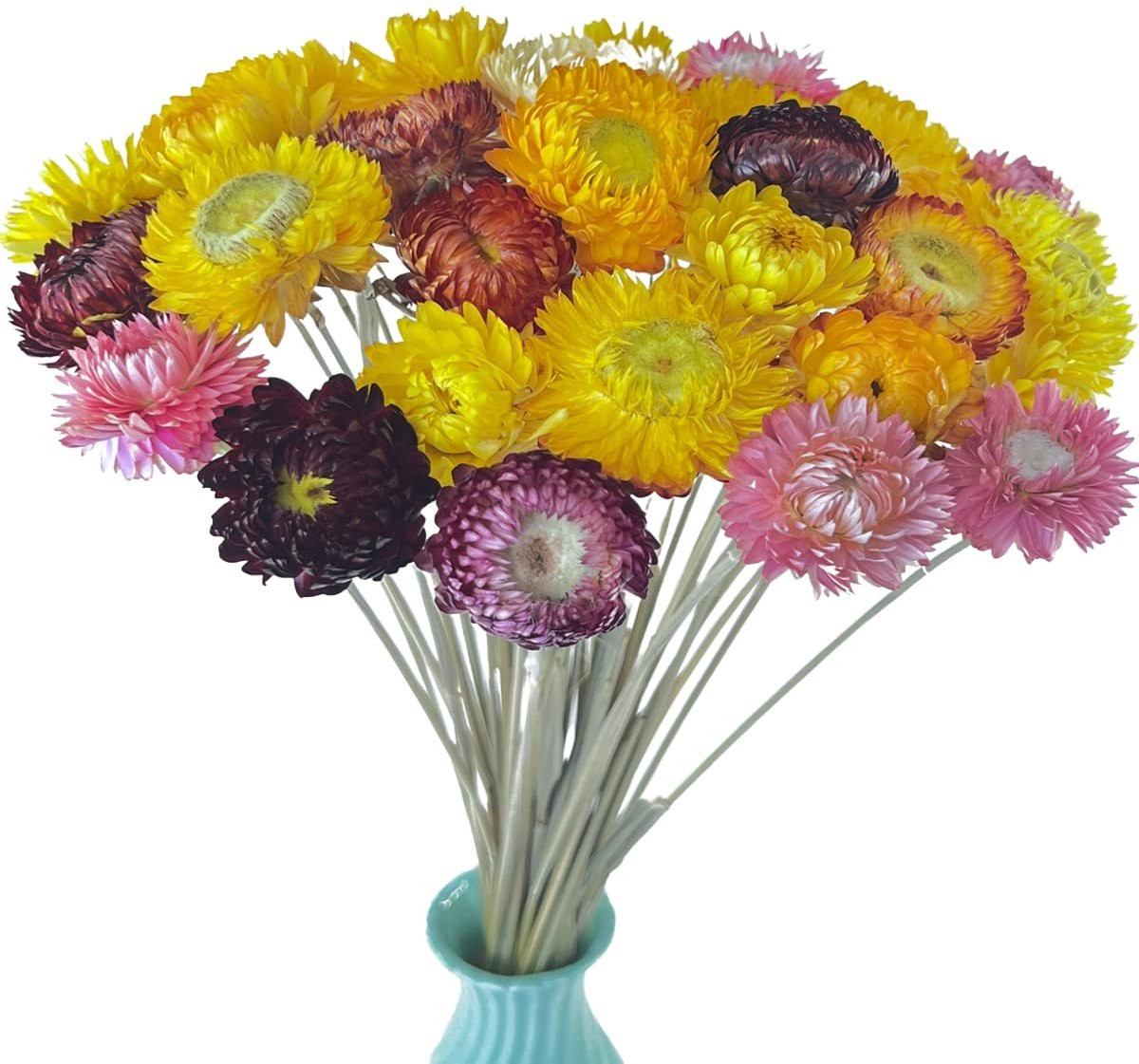 Dailygoods TooGet 40 stuks natuurlijke gedroogde madeliefjes met steel voor bloemstukken
