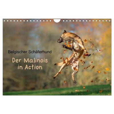 Belgischer Schäferhund - Der Malinois in Action (Wandkalender 2027 DIN A4 quer), CALVENDO Monatskalender