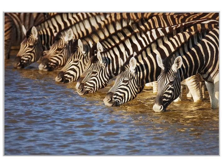 Bild mit Rahmen Zebras am Fluss image LAND