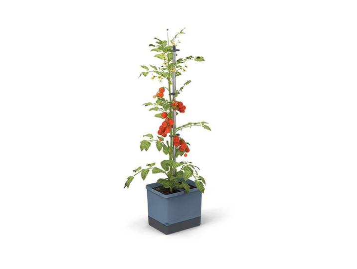 Gusta Garden Tom Tomato Tomatentopf blau