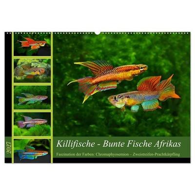 Killifische – Bunte Fische Afrikas (Wandkalender 2027 DIN A2 quer), CALVENDO Monatskalender