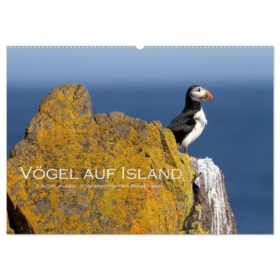 Vögel auf Island (Wandkalender 2027 DIN A2 quer), CALVENDO Monatskalender