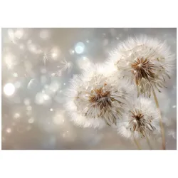 FOTOTAPETE Pusteblumen Blumen Beige 150x105 cm