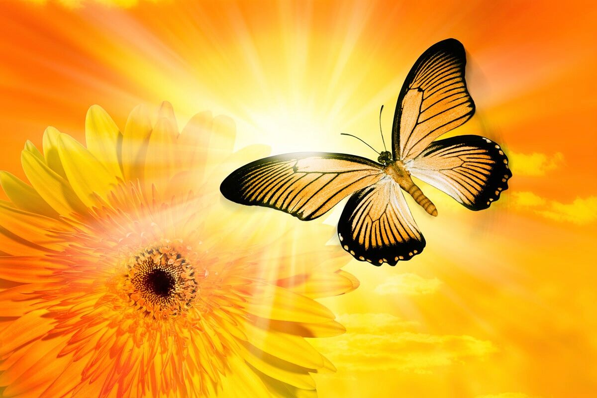 Fototapete PAPERMOON "Schmetterling", bunt, B:3m L:2,23m, Vlies, Tapeten, Fototapete