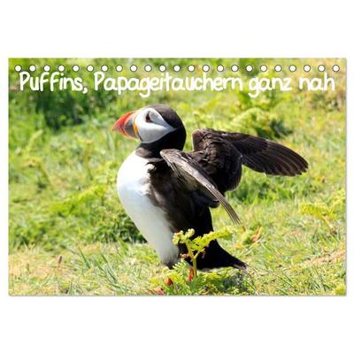 Puffins, Papageitauchern ganz nah (Tischkalender 2026 DIN A5 quer), CALVENDO Monatskalender