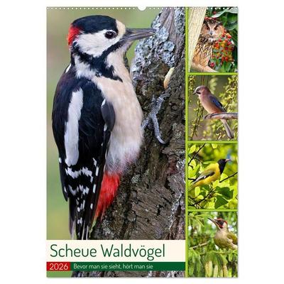 Scheue Waldvögel (Wandkalender 2026 DIN A2 hoch), CALVENDO Monatskalender