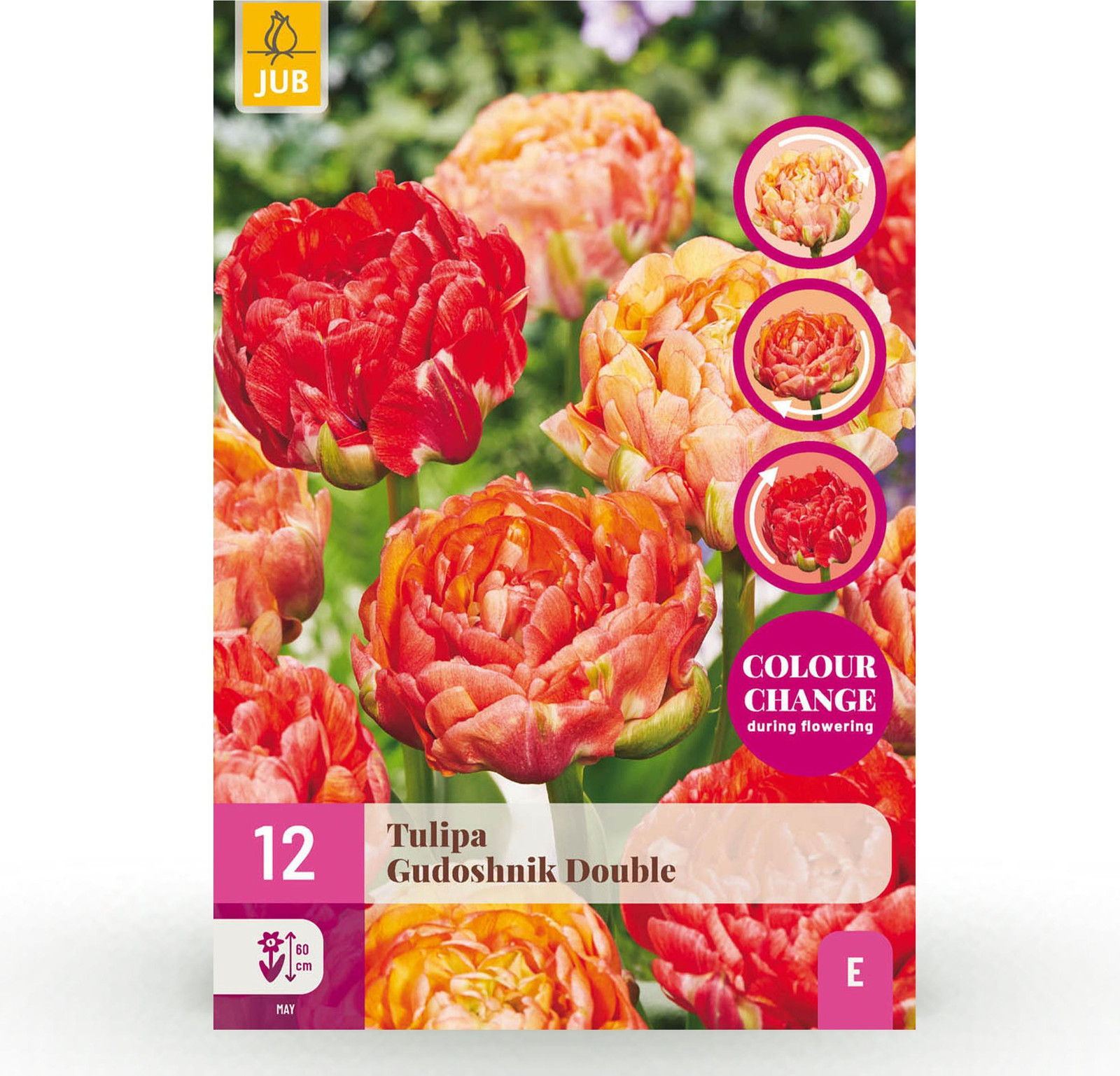 Pflanzenboutique Tulp Gudoshnik Double - Dubbel Bloemig - 12 stuks - Bolmaat 11/12