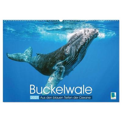 Buckelwale: Aus den blauen Tiefen der Ozeane (Wandkalender 2027 DIN A2 quer), CALVENDO Monatskalender