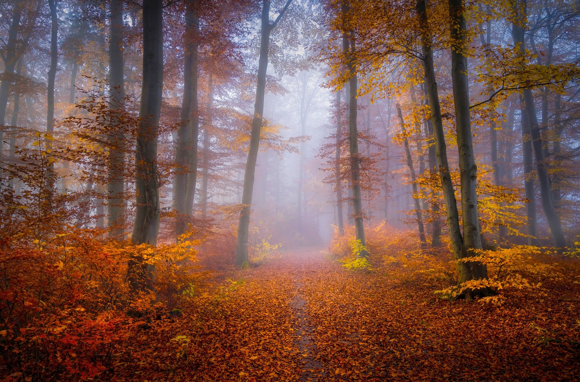 Fototapete PAPERMOON "Photo-Art NORBERT MAIER, OKTOBER TRAIL", bunt, B:3,5m L:2,6m, Vlies, Tapeten, Fototapete bunt B/L: 3,5m x 2,6m, Bahnen: 7 Stk.