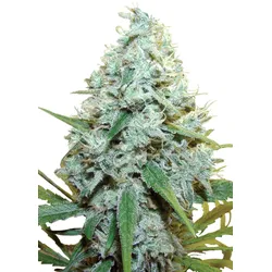 Royal Queen Seeds AMG 3 Samen - 3