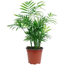 Bergpalme Chamaedorea – Tropische Zimmerpflanze, pflegeleicht, 30 cm hoch, Topf-Ø 12 cm