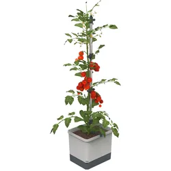 Gusta Garden, Blumentopf, Tom Tomato (34.70 x 27.70 x 135.40 cm)