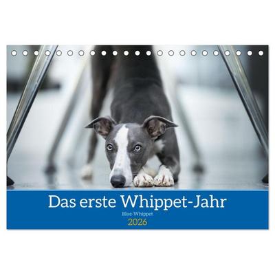 Das erste Whippet-Jahr (Tischkalender 2026 DIN A5 quer), CALVENDO Monatskalender