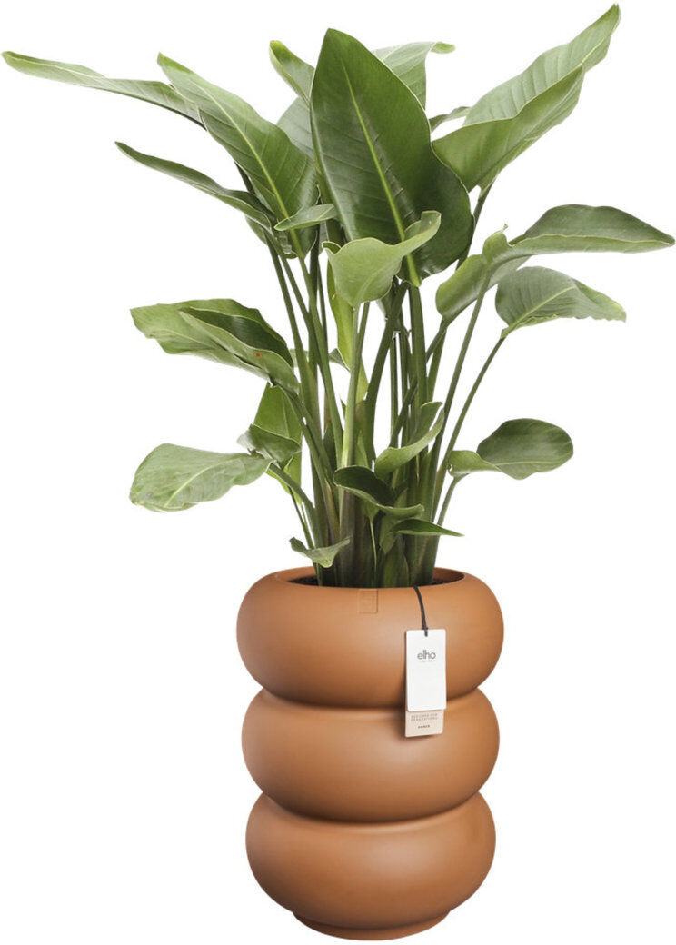 Charles Bentley Elho Amber Roll High 43cm Brown 58cm H X 43cm W X 43cm D