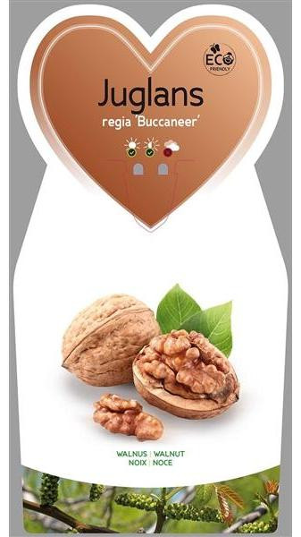 Juglans regia 'Buccaneer' Walnootboom, veredelde plant, ongeveer 120 cm