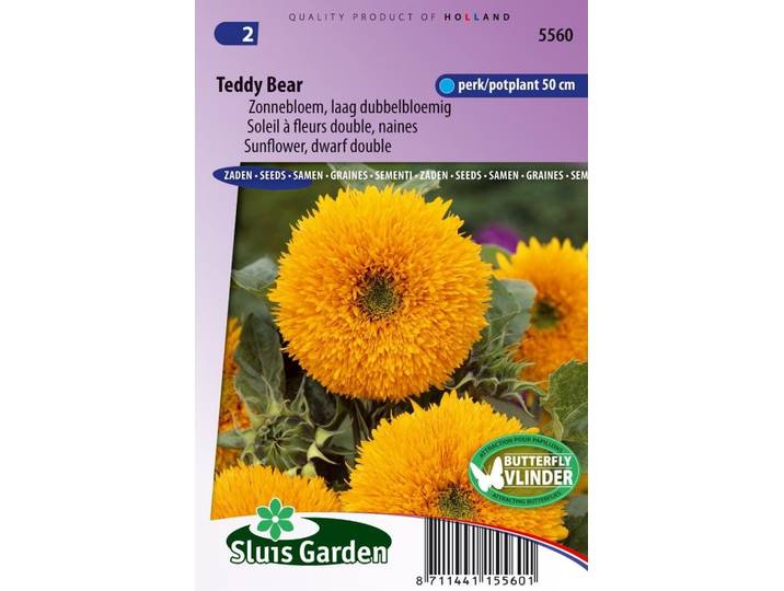 Helianthus Annuus zaden Teddy Bear zonnebloem