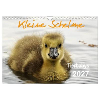 Kleine Schelme - Tierbabys (Wandkalender 2027 DIN A4 quer), CALVENDO Monatskalender