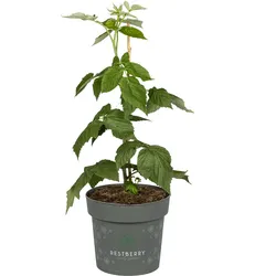 Sallys Herbsthimbeere Natsu