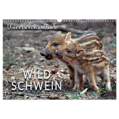 Unverwechselbar - Wildschwein (Wandkalender 2026 DIN A3 quer), CALVENDO Monatskalender