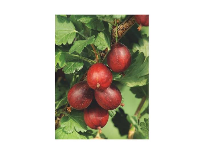 Stachelbeere Hinnonmäki ' rot Ø22cm'