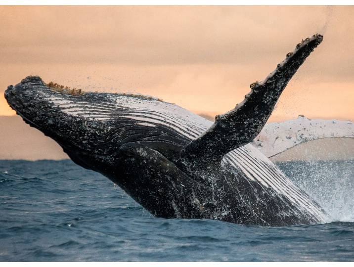 Papermoon Humpback Whale glatt