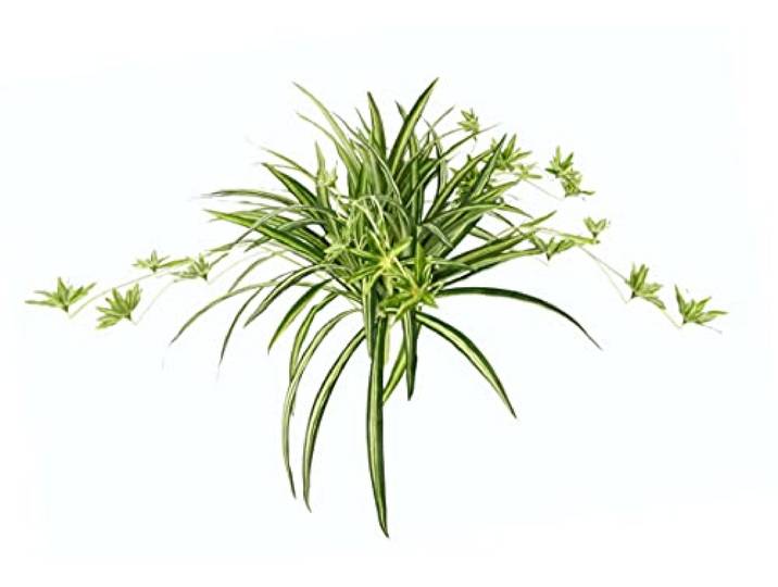 Künstliche Zimmerpflanze Grünlilie 38x60x60cm Chlorophytum Comosum Wasserlilie Spinnenpflanze Spinnenlilie Hängepflanze Kunstpflanze Hängend Plastikpflanze Unechte Deko Seidenpflanze Seidenblume