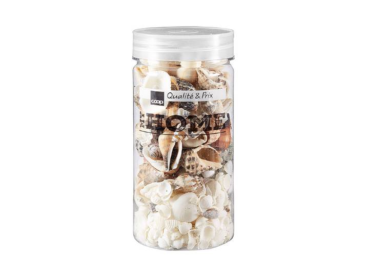 Muscheln assortiert