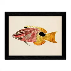 POSTER Fish – Vintage A3 Rahmenlos