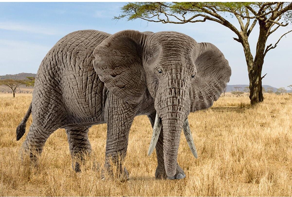 Schleich Wild Life African Elephant Female Figure, 8.4 cm x 15.3 cm x 9.3 cm, Toy for Kids
