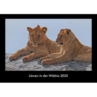 Löwen in der Wildnis 2025 Fotokalender DIN A3