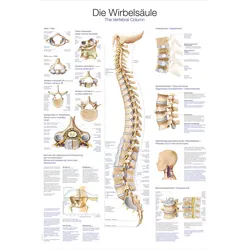 Lehrtafel Die Wirbelsäule  50x70cm