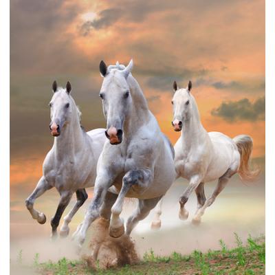 Fototapete PAPERMOON "White Stallions in Dust", bunt, B:2,5m L:1,86m, Vlies, Tapeten